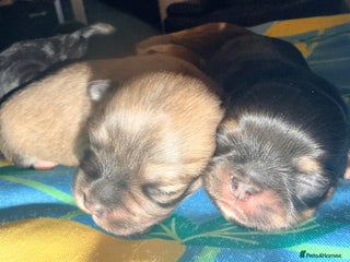 Mixed Breed dogs Malchi babies - Advert 1