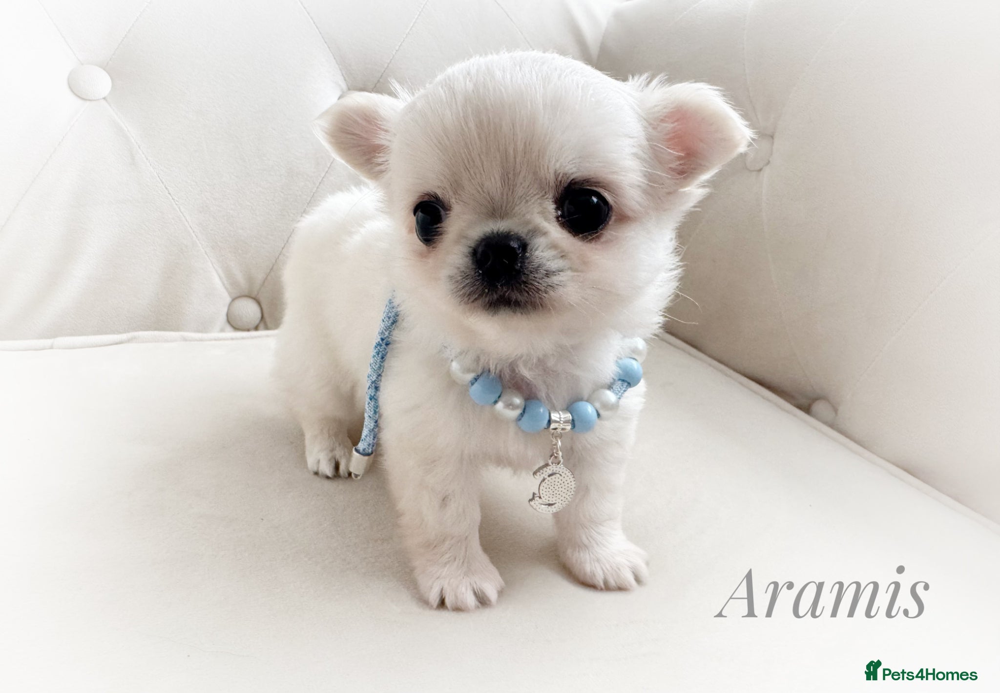 Chihuahua dogs KC quality chihuahua puppies LC Show line  - Advert 1