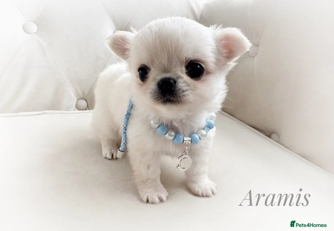 Chihuahua dogs for sale: KC quality chihuahua puppies LC Show line  - Advert 1