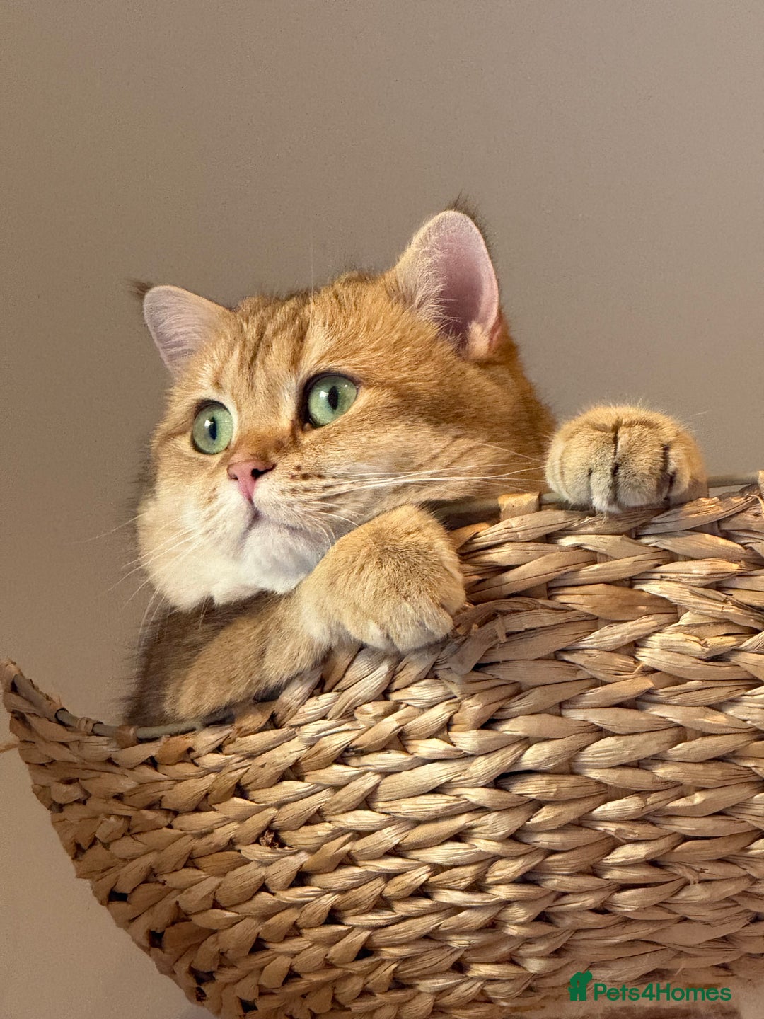 British Shorthair cats for sale: Sweetest 2 British shorthair boys seekingto rehome - Advert 3