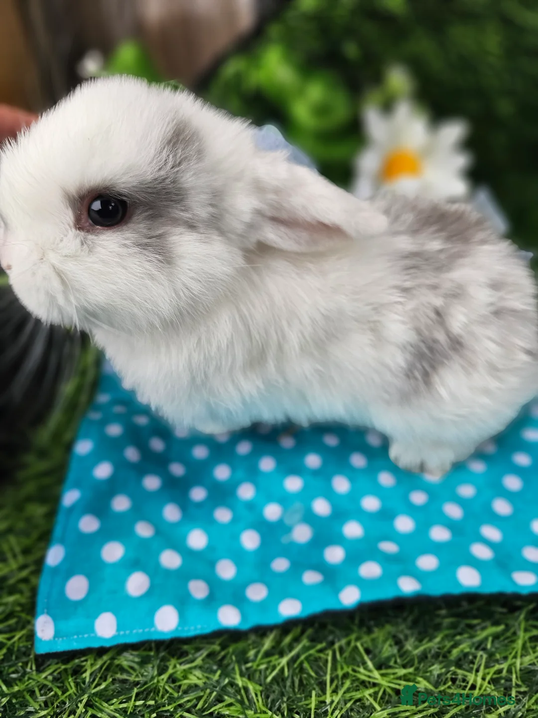 Mini Lop rabbits for sale: Beautiful Purbreed Mini Lops - Advert 9