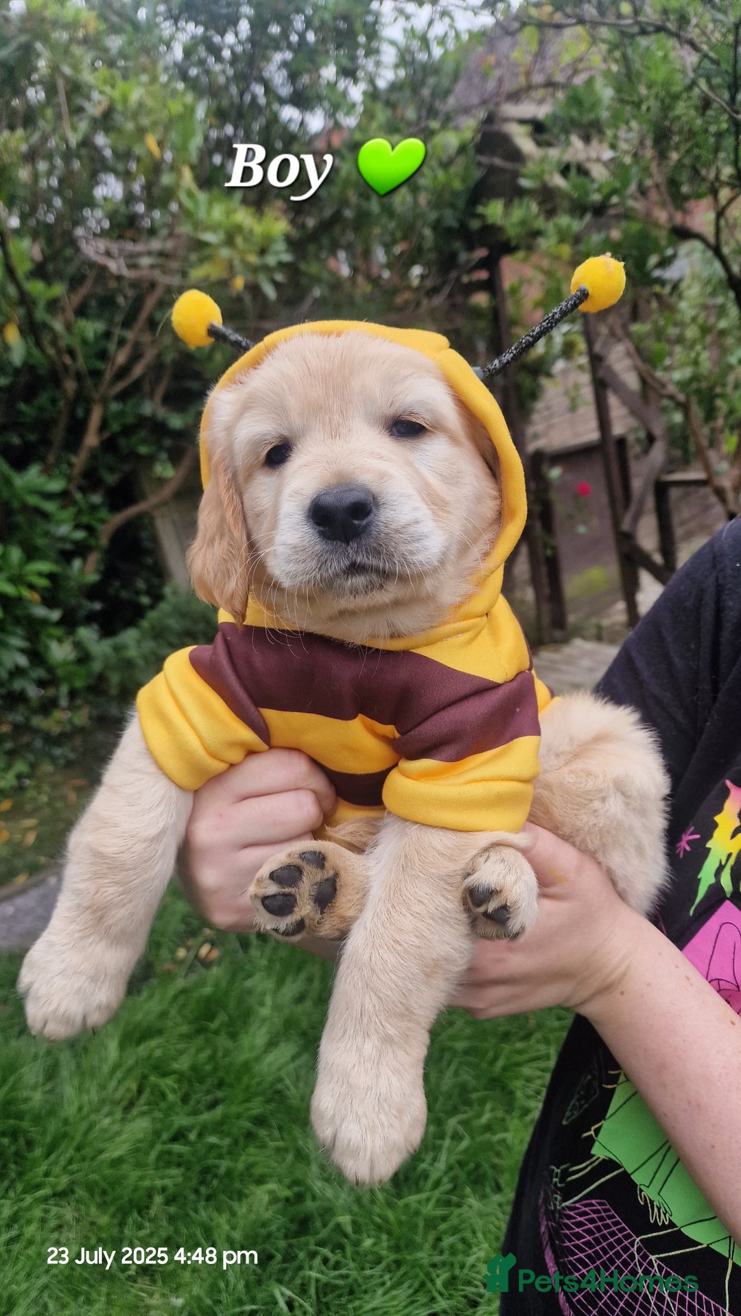 Golden Retriever dogs for sale: 💫💫💫 All puppies are reserved 💫💫💫 in Saint Helens - Image 4
