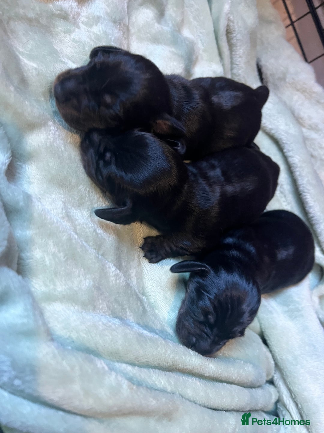 Dachshund dogs for sale: Mini black and brindle dachshunds - Advert 3
