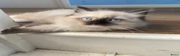 Ragdoll cats for sale: Rare Ragdoll kittens  - Advert 10
