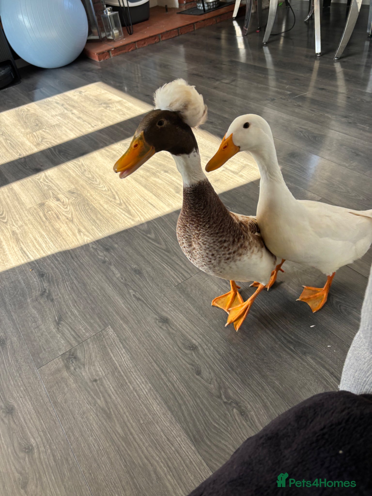 Ducks poultry X2 male runners for rehome  - Advert 3