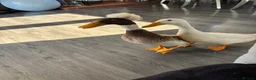 Ducks poultry for sale: X2 male runners for rehome  in Spalding - Advert 1