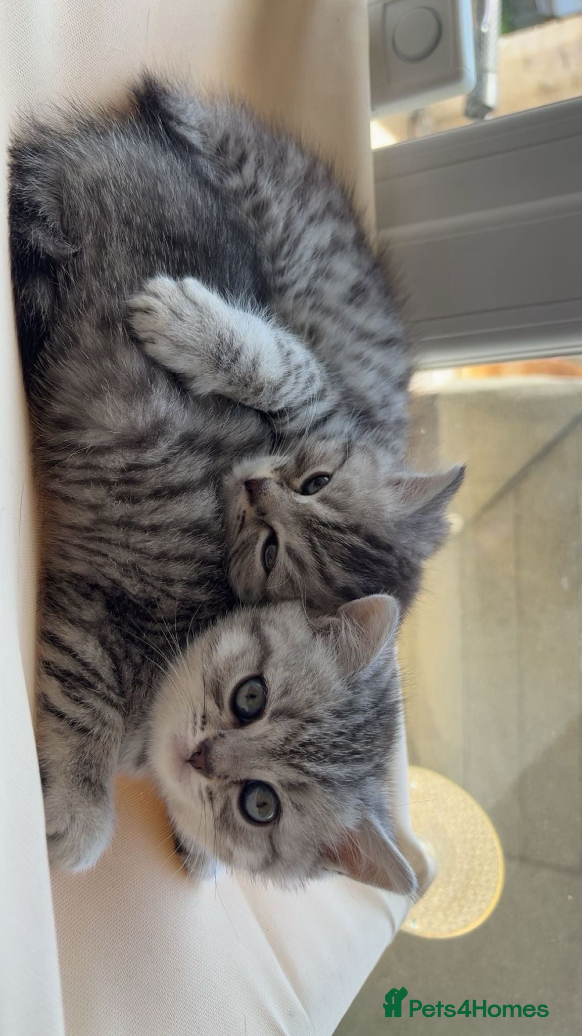 British Shorthair cats for sale: 3 females British shorthair  - Advert 16