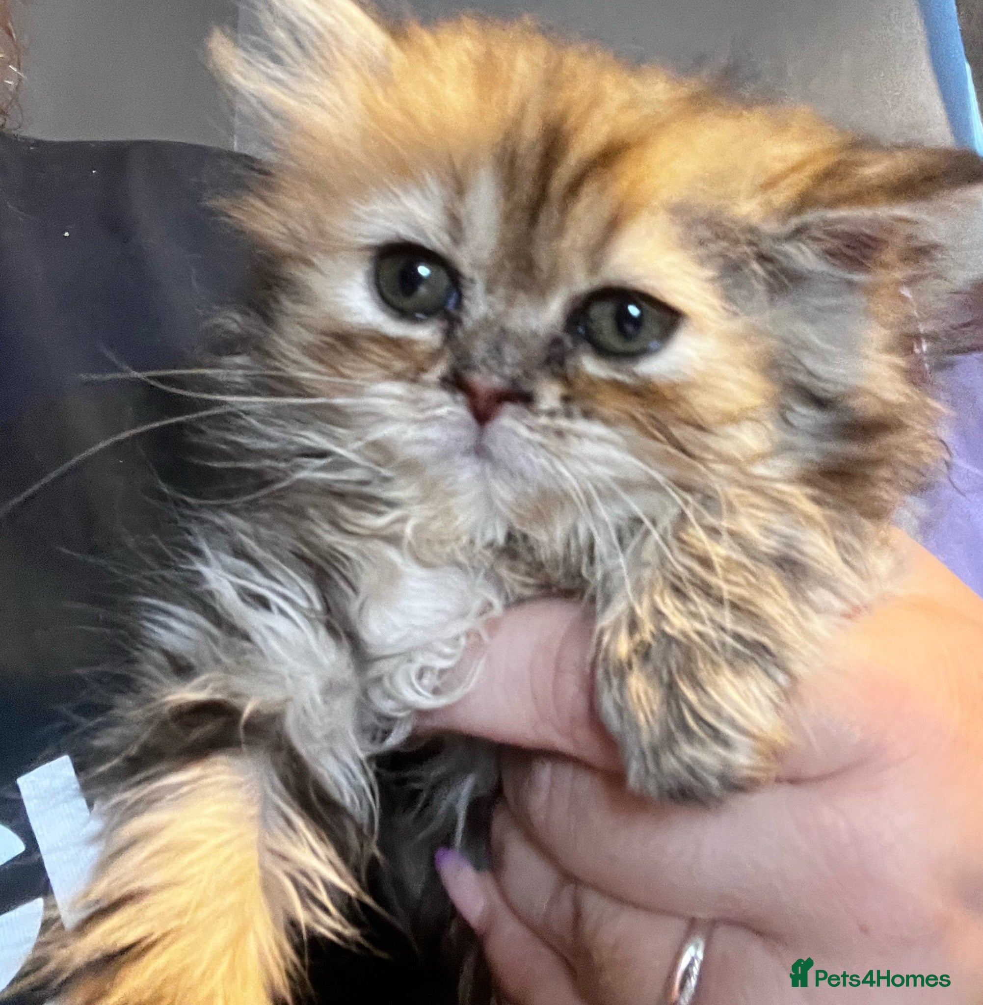 Persian cats Fluffy Persian kittens 🐱3 left - Advert 1