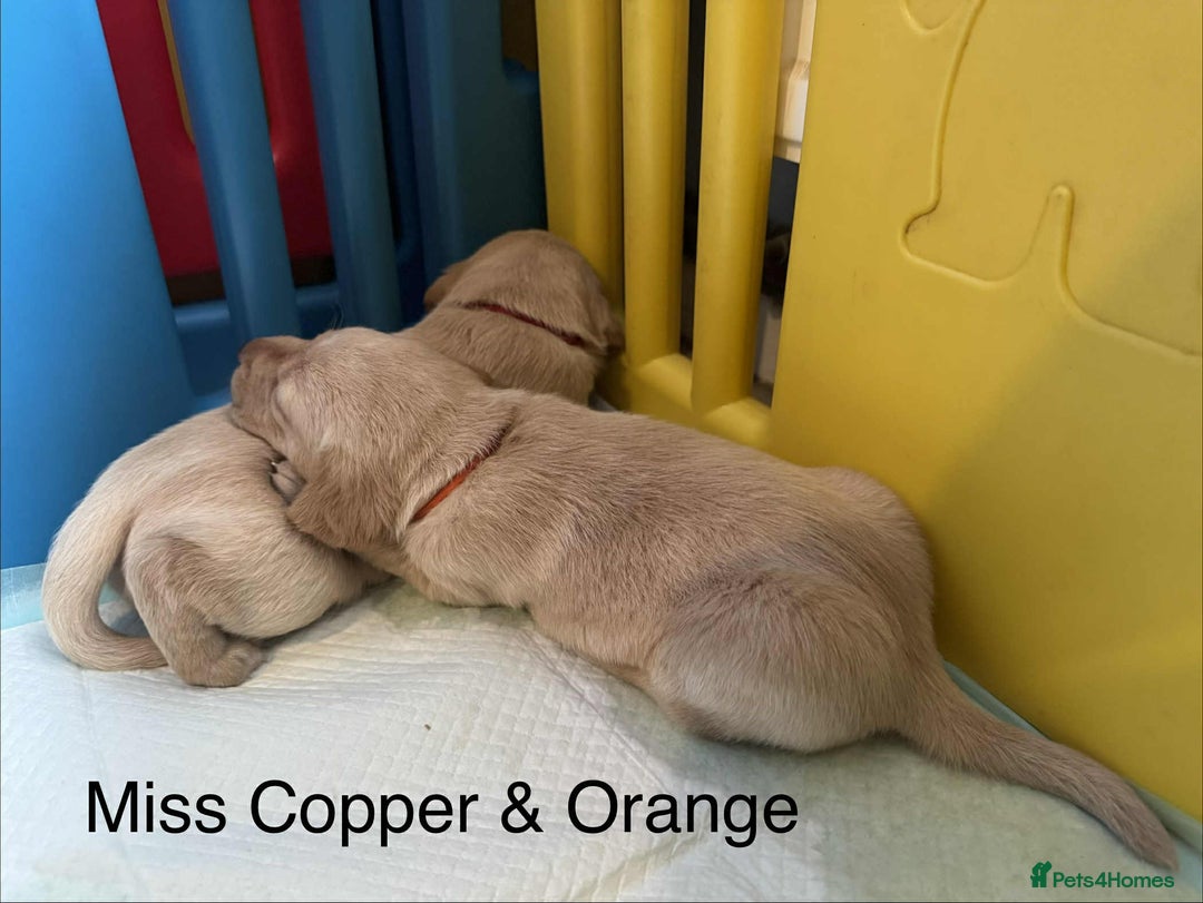 Labrador Retriever dogs for sale: Dudley Fox Red Labradors with FTCH in lineage - Advert 9