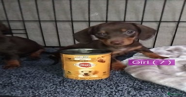 Miniature Dachshund dogs KC, PRA, only = 2 = GIRLS left 😍 - Advert 16