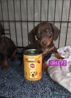 Miniature Dachshund dogs KC, PRA, only = 2 = GIRLS left 😍 - Advert 16