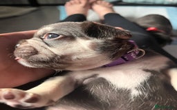 French Bulldog dogs for sale: 5 girls  - Image 2