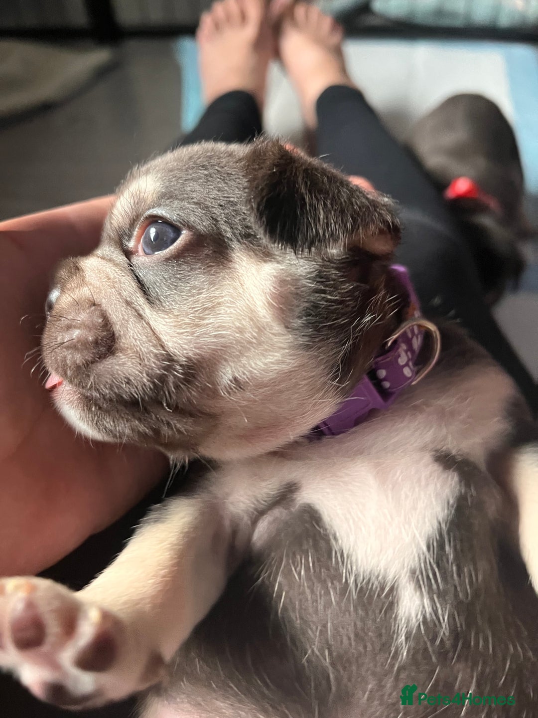 French Bulldog dogs for sale: 5 girls  - Image 2