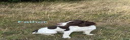 English Springer Spaniel dogs for sale: Working KC Springer Spaniel Pups in Stanley - Advert 5