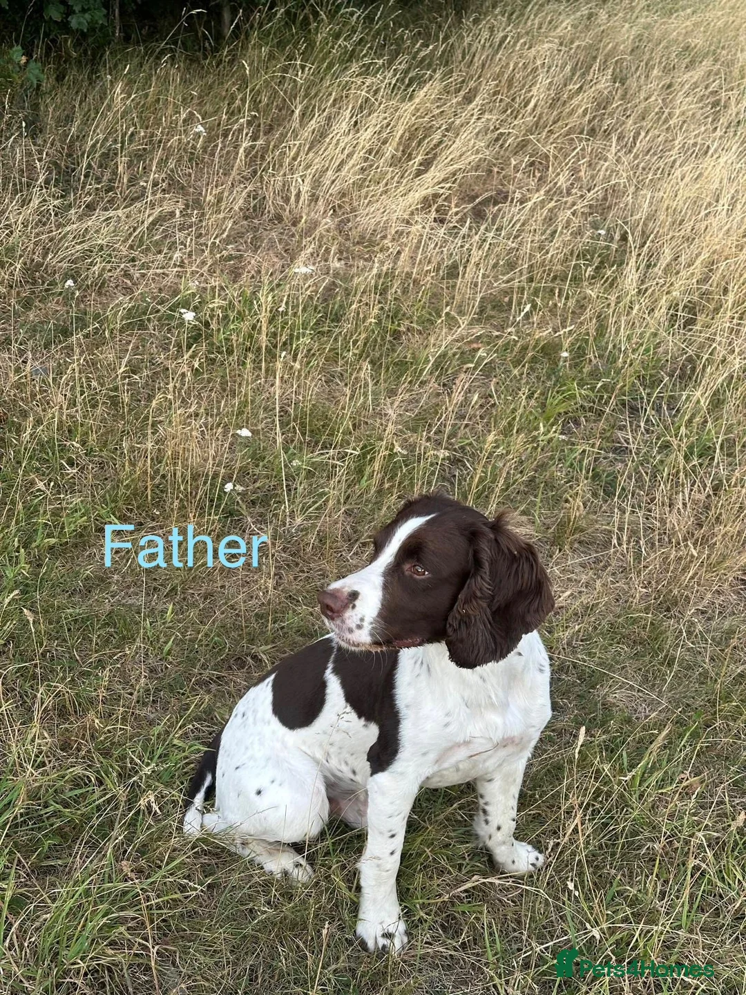 English Springer Spaniel dogs for sale: Working KC Springer Spaniel Pups in Stanley - Advert 5