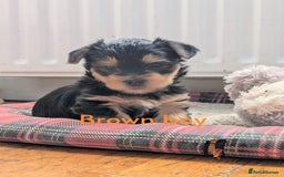 Yorkshire Terrier dogs for sale: Yorkshire Terrier Puppies  - Image 5