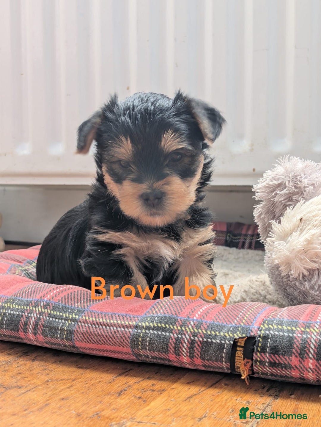Yorkshire Terrier dogs for sale: Yorkshire Terrier Puppies  - Image 5