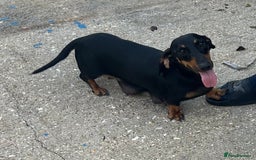 Dachshund dogs for sale: Stunning tiny dachshund pups - Image 6