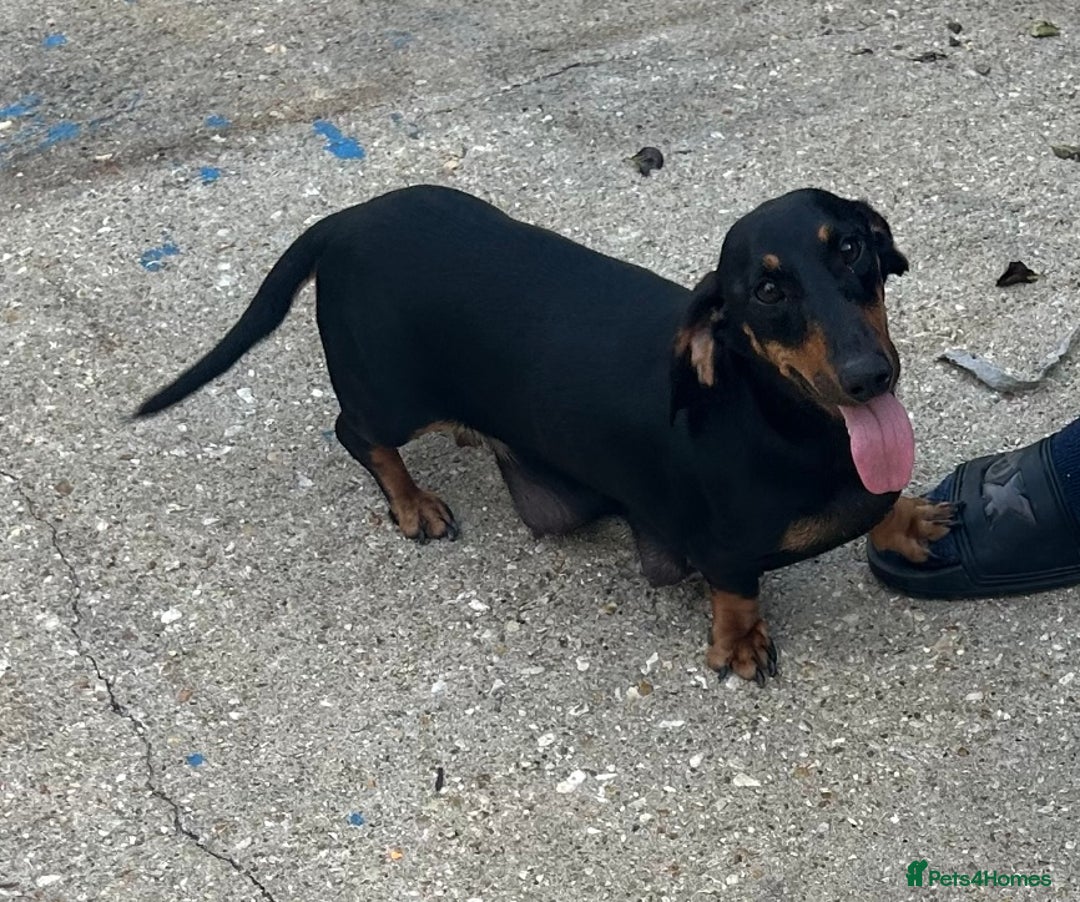 Dachshund dogs for sale: Stunning tiny dachshund pups - Image 6