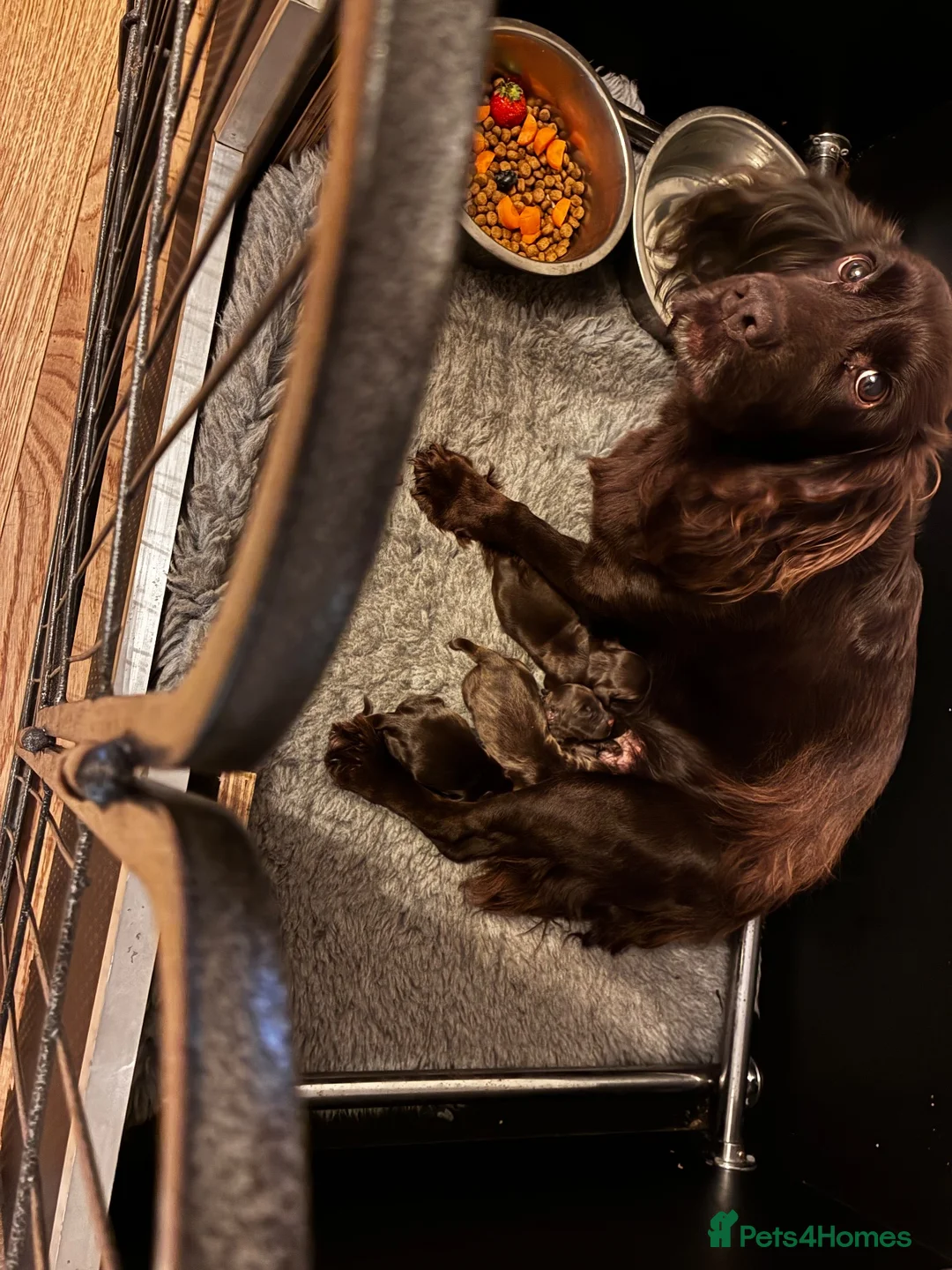 Cocker Spaniel dogs for sale: Well Bred KC Working Cockers in Chelmsford - Advert 2