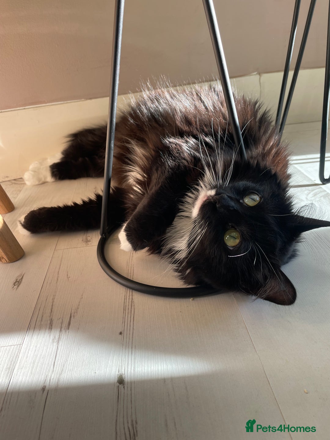 Mixed Breed cats for sale: Fidget (8) & Lily (5) Seeking Loving Home  - Advert 2