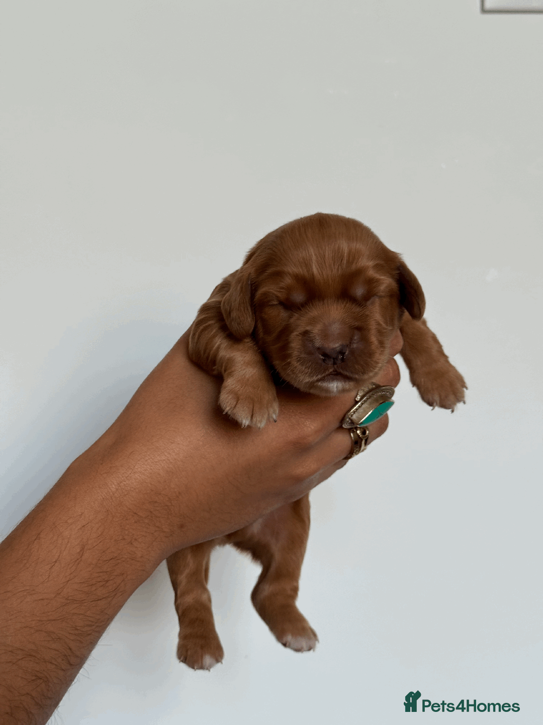 Cocker Spaniel dogs for sale: Pedigree Cocker Spaniel Puppies  - Image 12