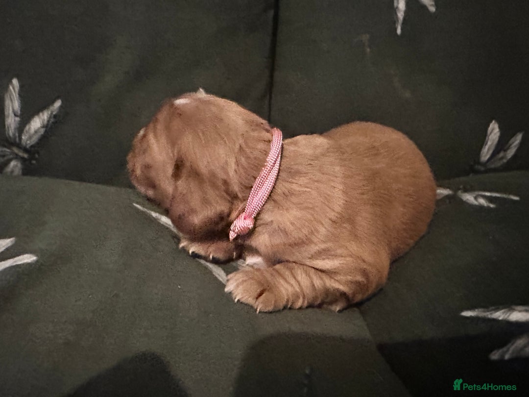 Cockalier dogs for sale: Cockalier puppies  - Advert 26