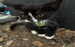 Mixed Breed cats for sale: Litter of Kittens For Sale - only 1 Male left in Dunstable - Image 1