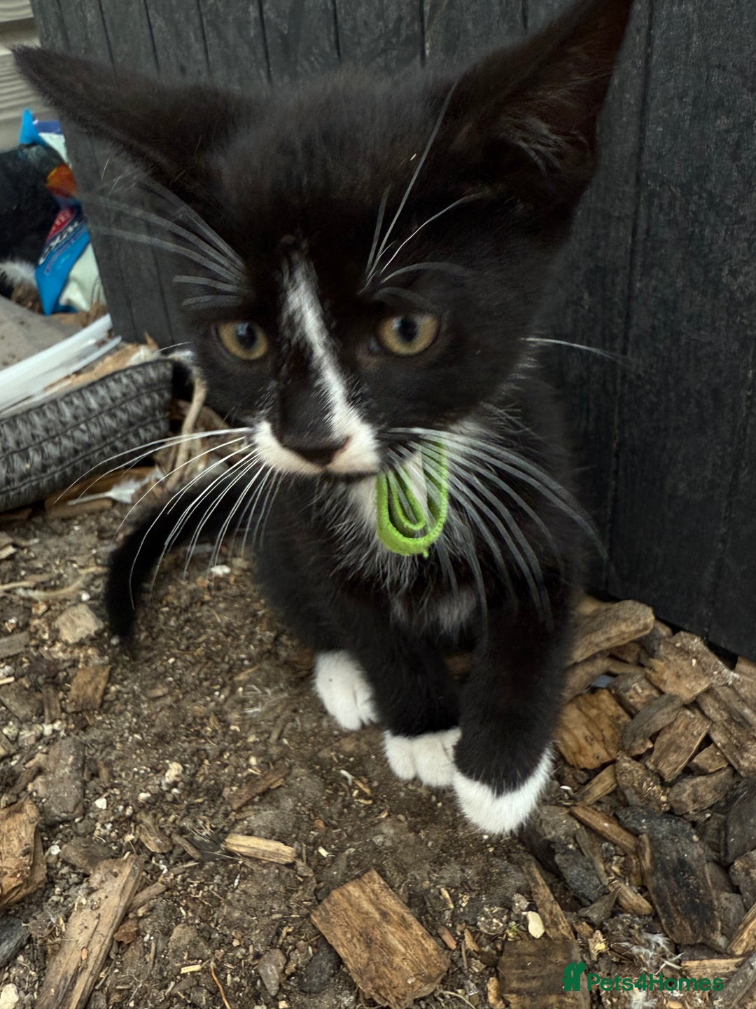Mixed Breed cats for sale: Litter of Kittens For Sale - only 1 Male left in Dunstable - Image 1