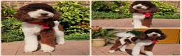 Bernedoodle dogs for sale: Bernedoodle puppies. F1b. Home reared, DNA tested  - Advert 33