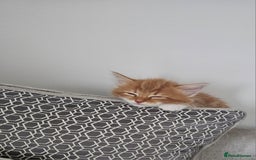 Mixed Breed cats for sale: Mixed kittens x 3  - Image 4