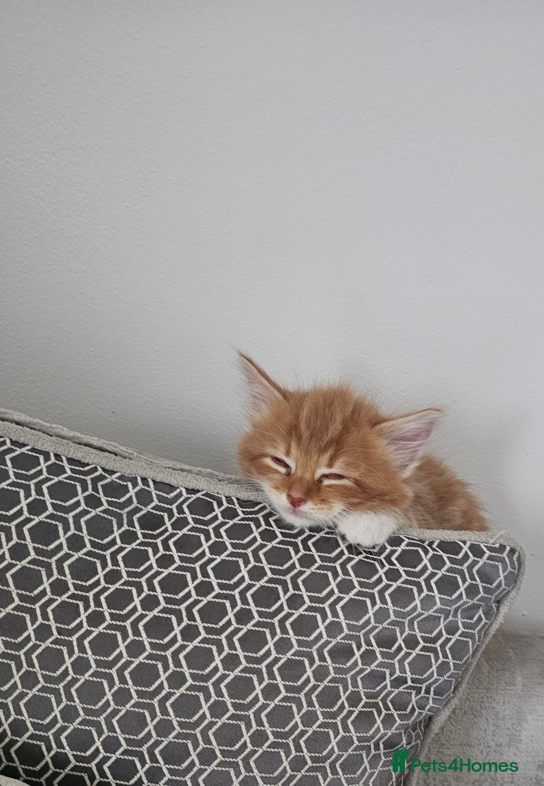 Mixed Breed cats for sale: Mixed kittens x 3  - Image 4
