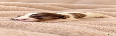 Cocker Spaniel 2