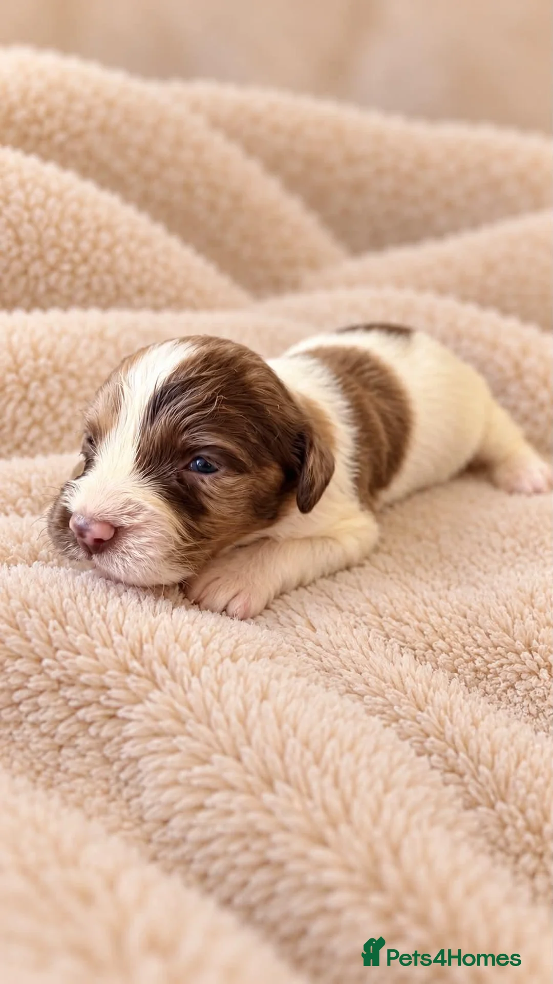 Cocker Spaniel dogs for sale: Beautiful merle cocker puppies - Advert 8