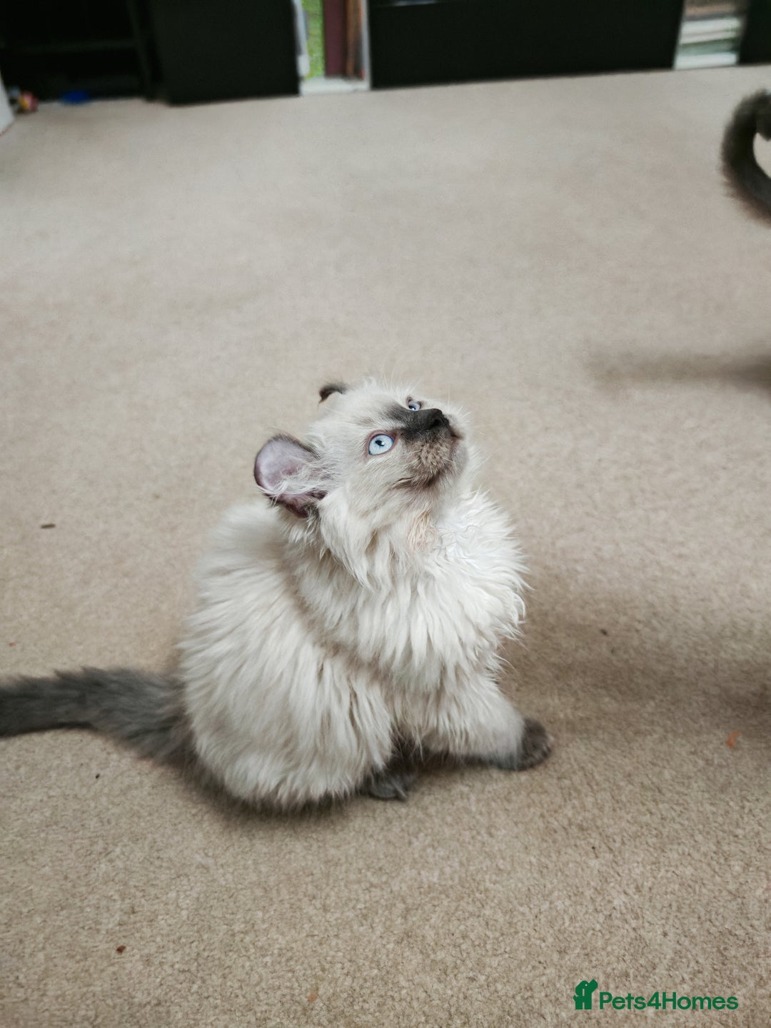 American Curl cats for sale: RARE, Unique, Affectionate American Curl Kittens!  - Advert 12