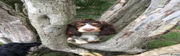 Cocker Spaniel dogs for sale: Unbelievable pure KC reg Show cocker puppies - Advert 11