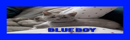 British Shorthair cats for sale: Stunning Lilac British Shorthair Kittens For Sale - Advert 19