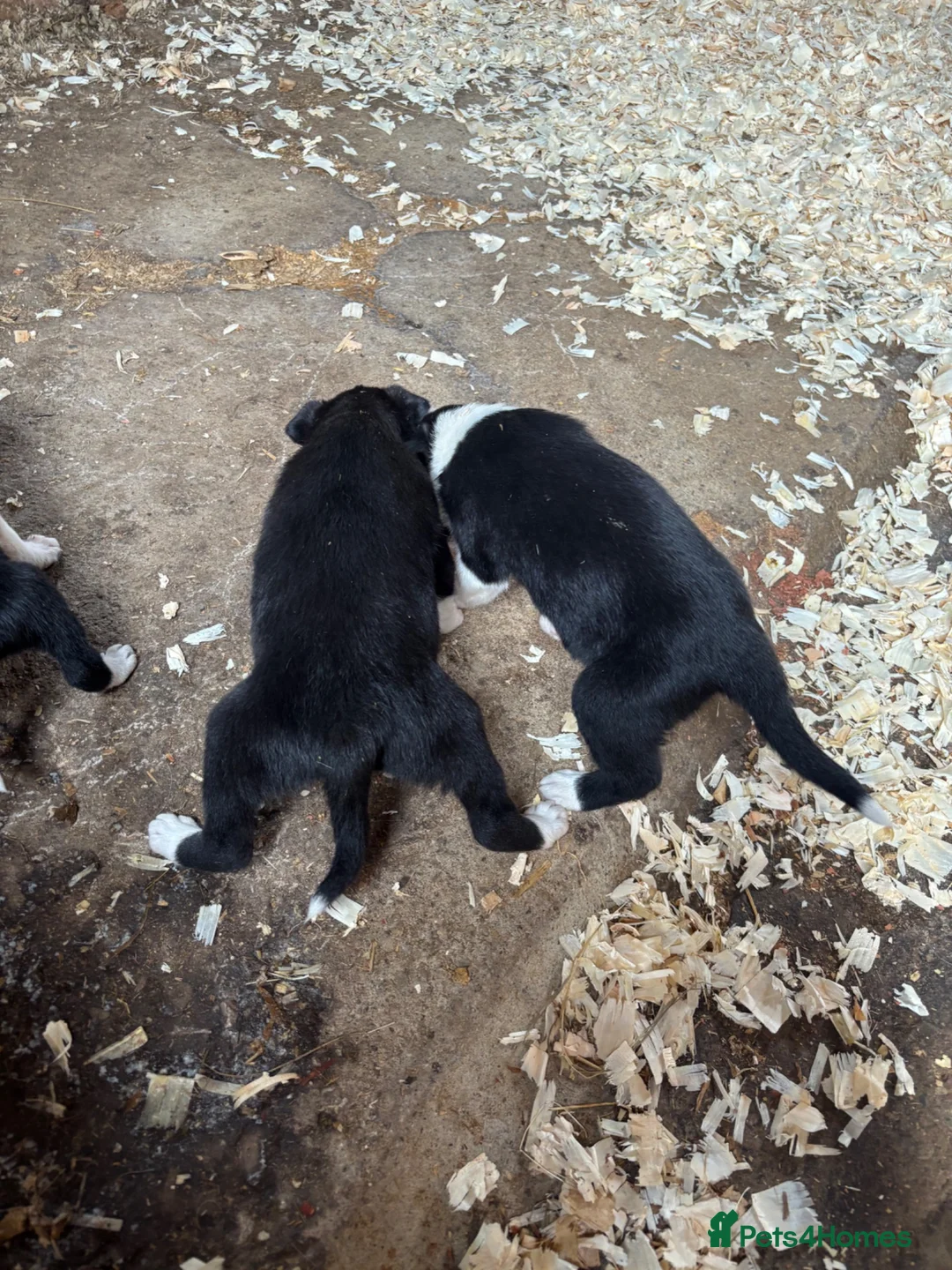 Border Collie dogs for sale: Border Collie  - Advert 7