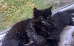 Maine Coon cats for sale: 2 sweet boys looking for new home - Image 8