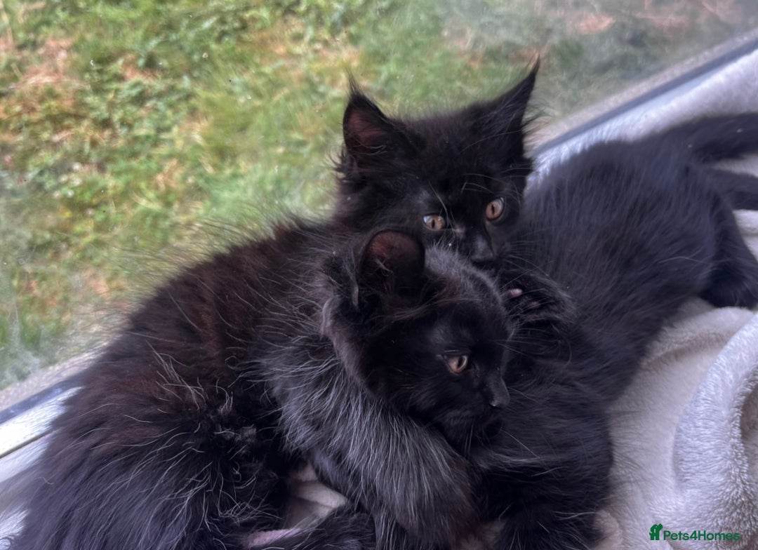 Maine Coon cats for sale: 2 sweet boys looking for new home - Image 8
