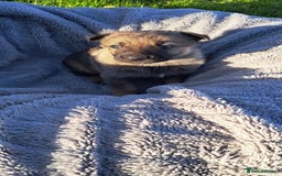 German Shepherd dogs for sale: German Shepherd poppers - Image 22