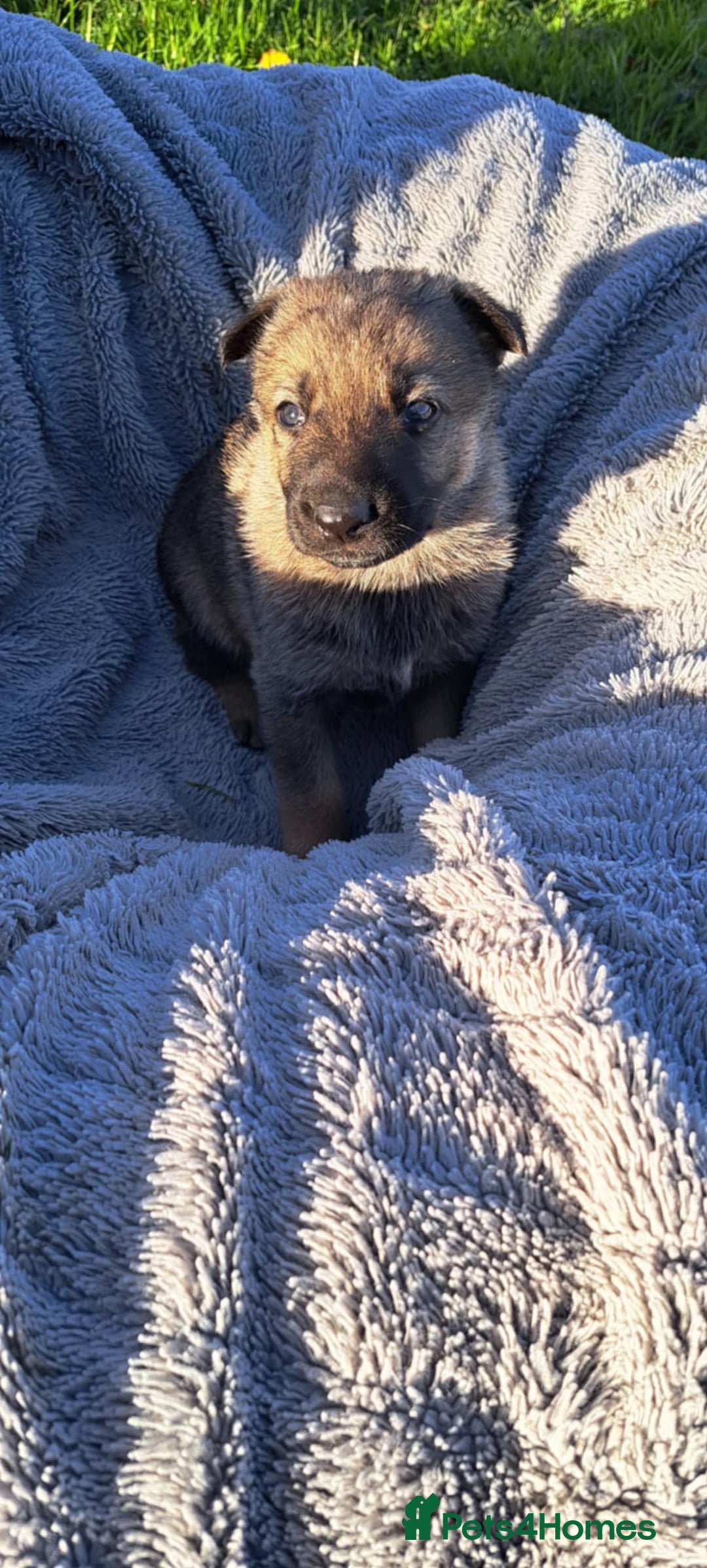 German Shepherd dogs for sale: German Shepherd poppers - Image 22