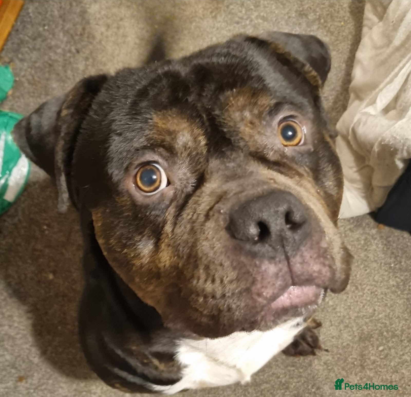 Mixed Breed dogs for adoption: Tony looking for his forever home - Advert 2