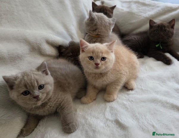British Shorthair cats - Advert 2
