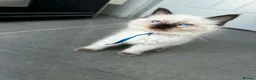 Ragdoll cats for sale: Pure breed ragdoll kittens READY NOW  - Advert 23