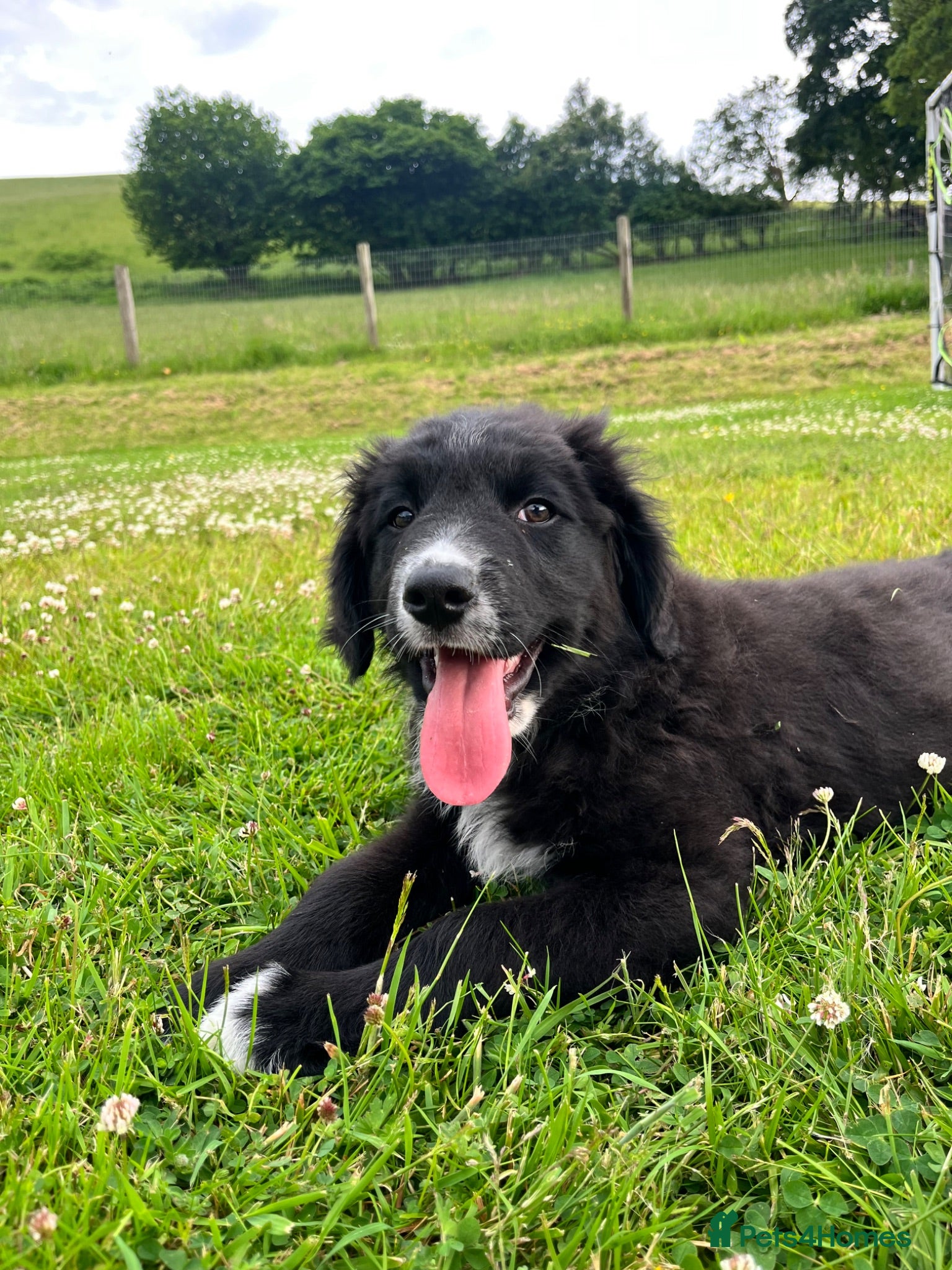 Bernese Mountain Dog dogs Beautiful Bordernese Puppies - Advert 1