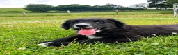 Bernese Mountain Dog dogs for sale: Beautiful Bordernese Puppies - Advert 1