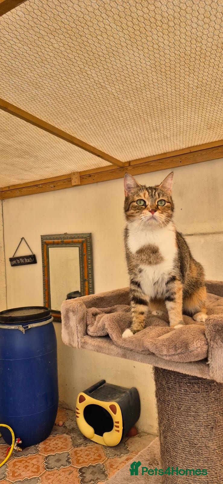 Mixed Breed cats Kerry - Advert 1