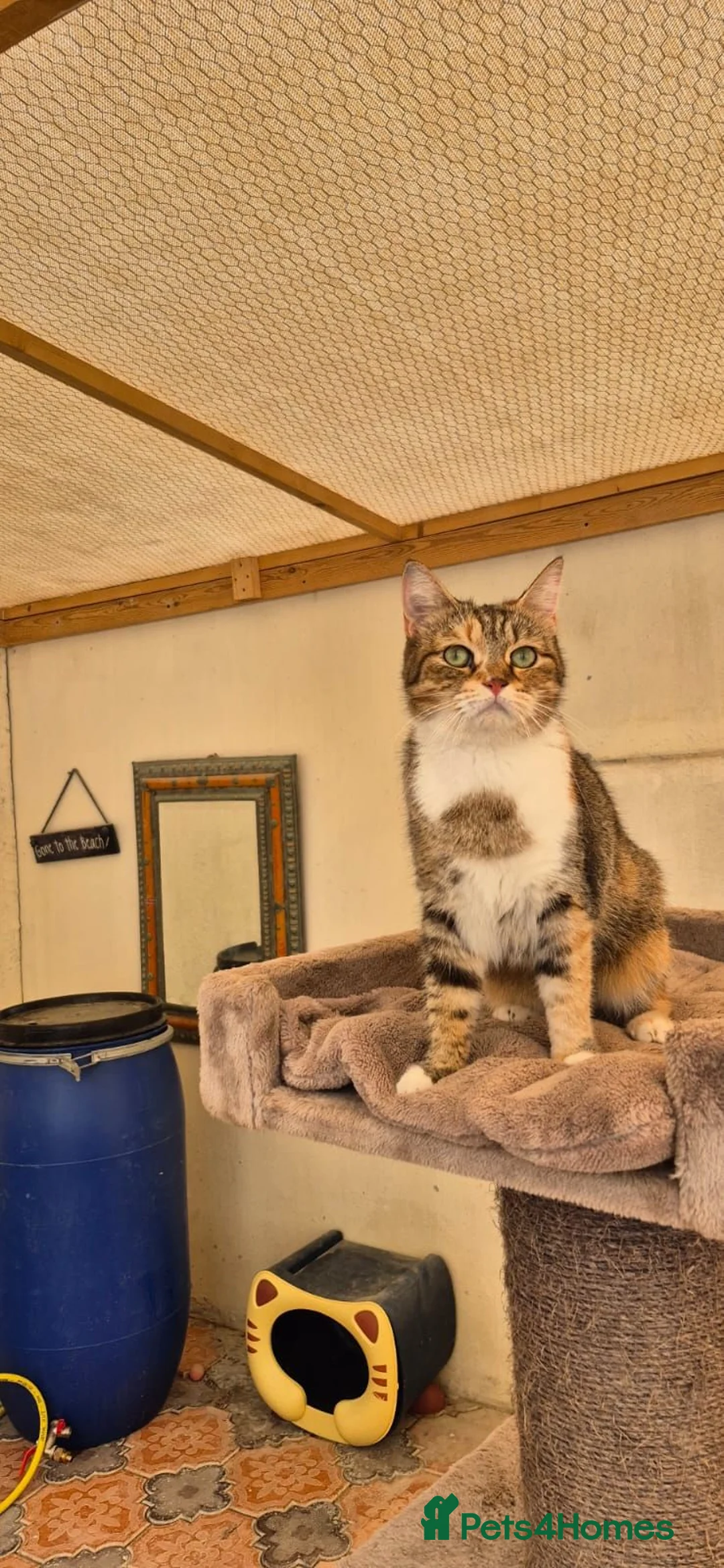 Mixed Breed cats for adoption: Kerry - Advert 1