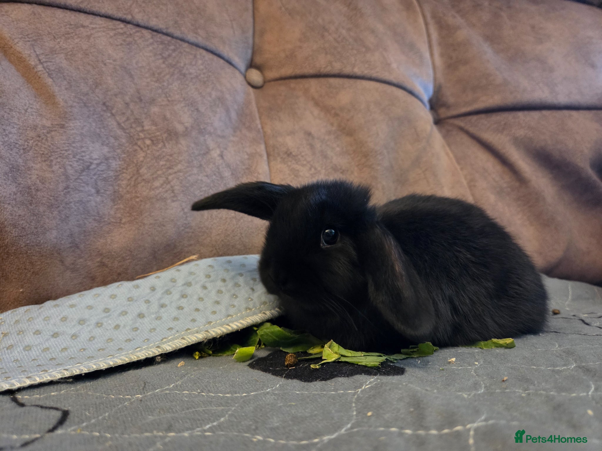 Mini Lop rabbits 8 week old baby mini lops ☆☆Ready Now - Advert 1